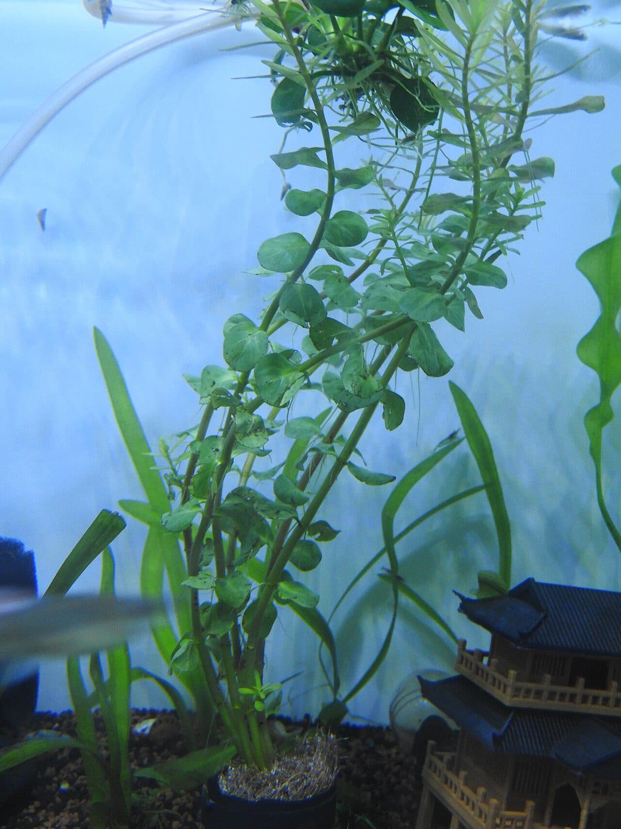 Rotala macrandra
