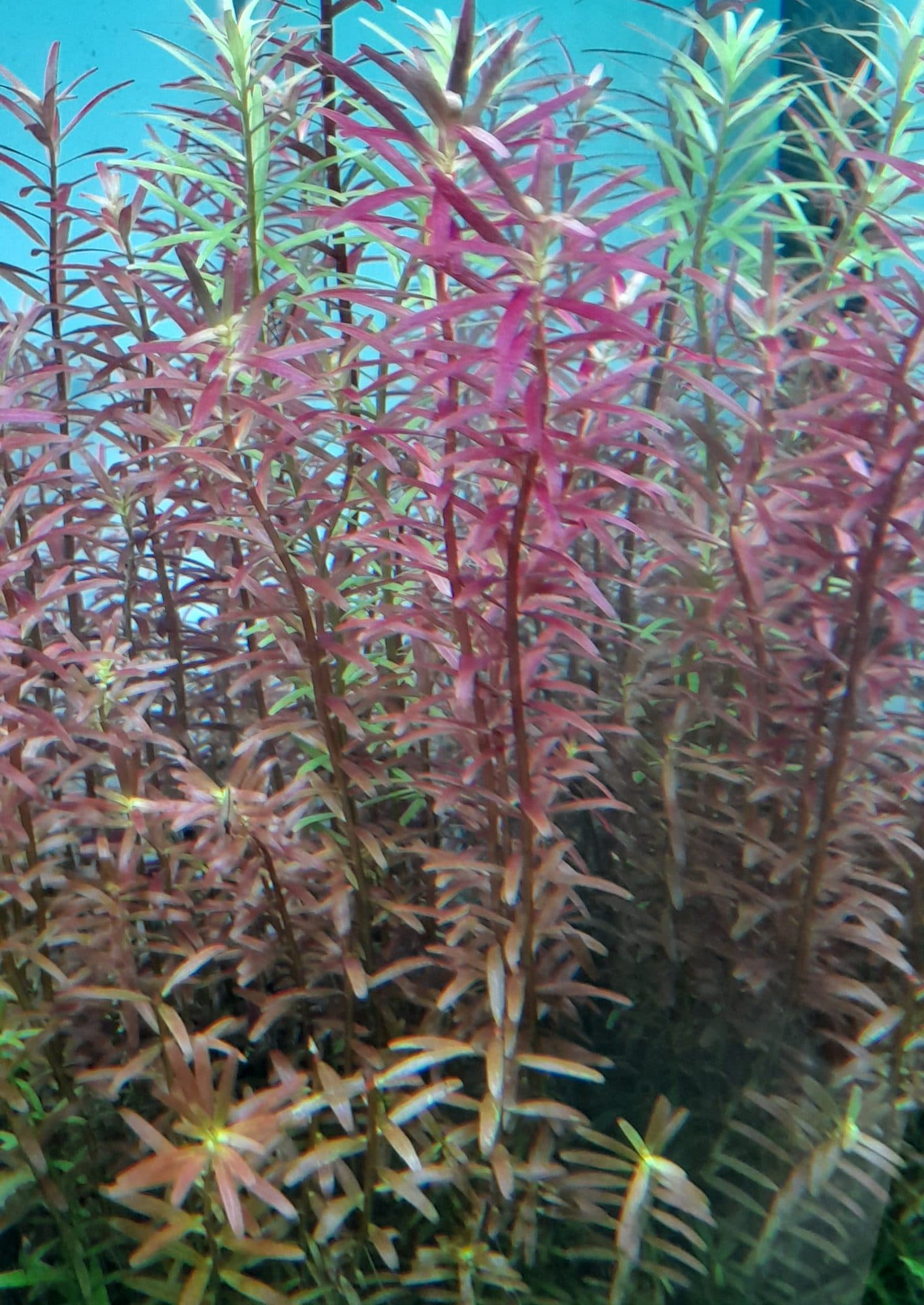 Rotala à feuilles rondes