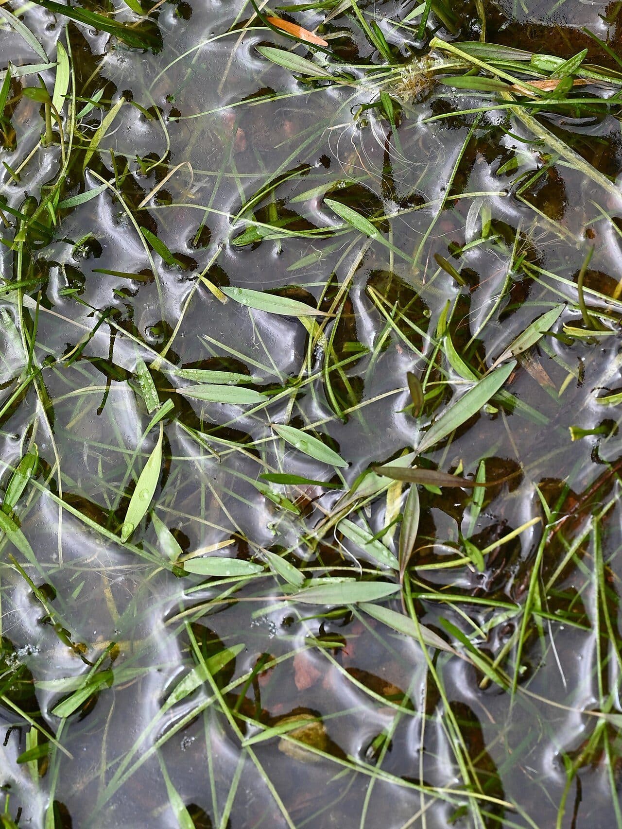 Sagittaria subulata