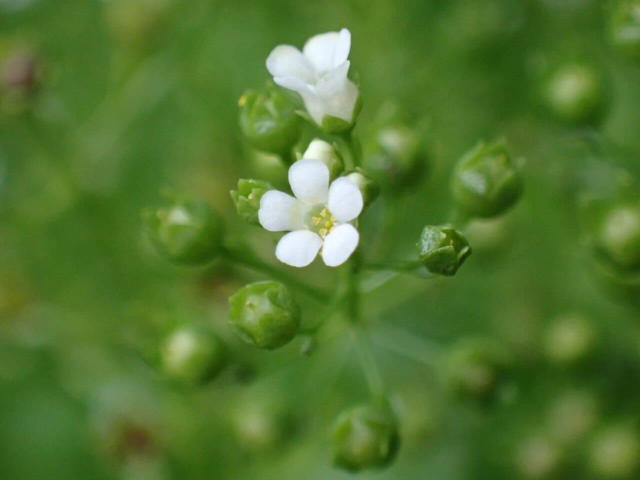 Samole de Valerand