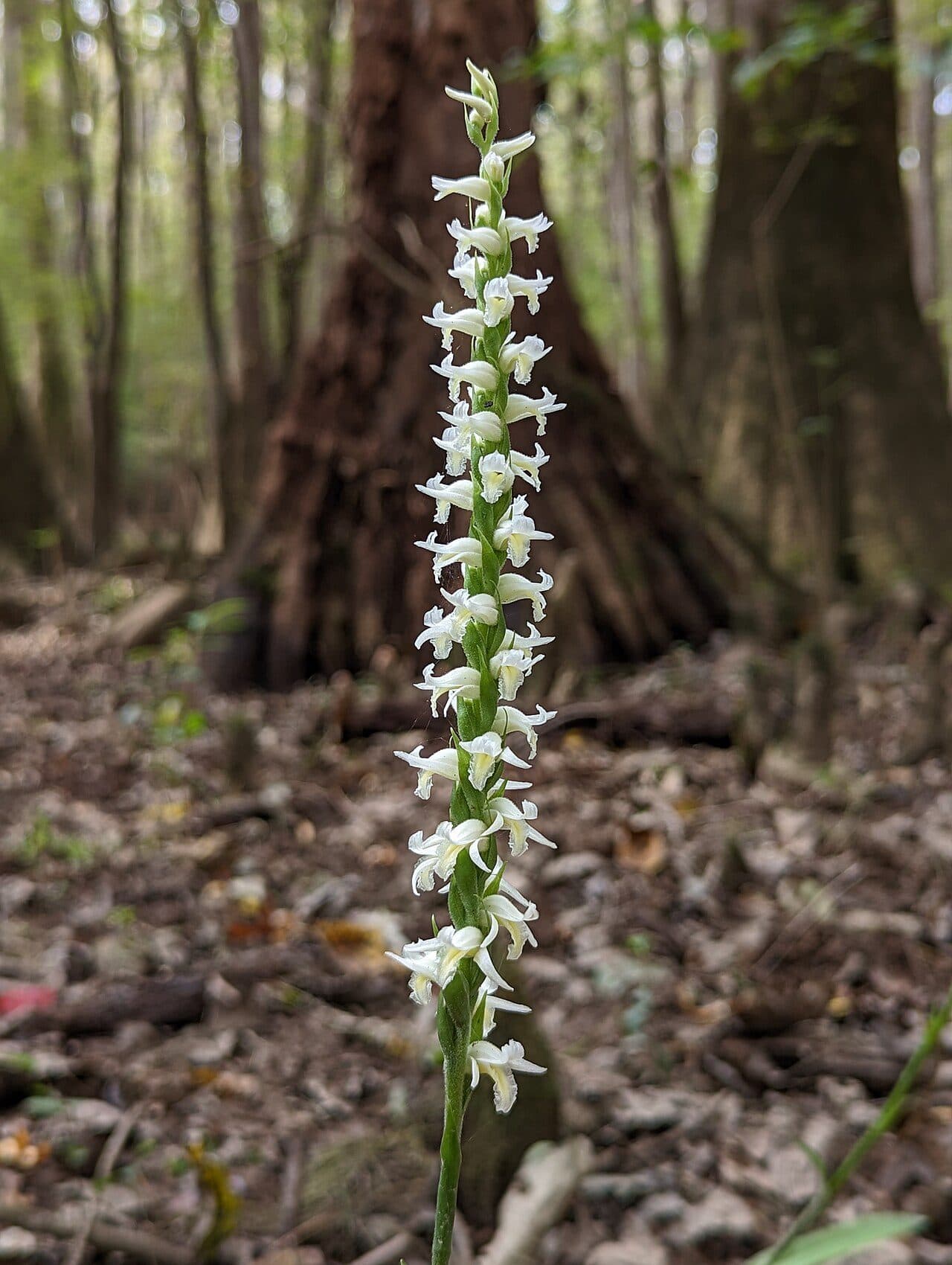 Spiranthes odorata