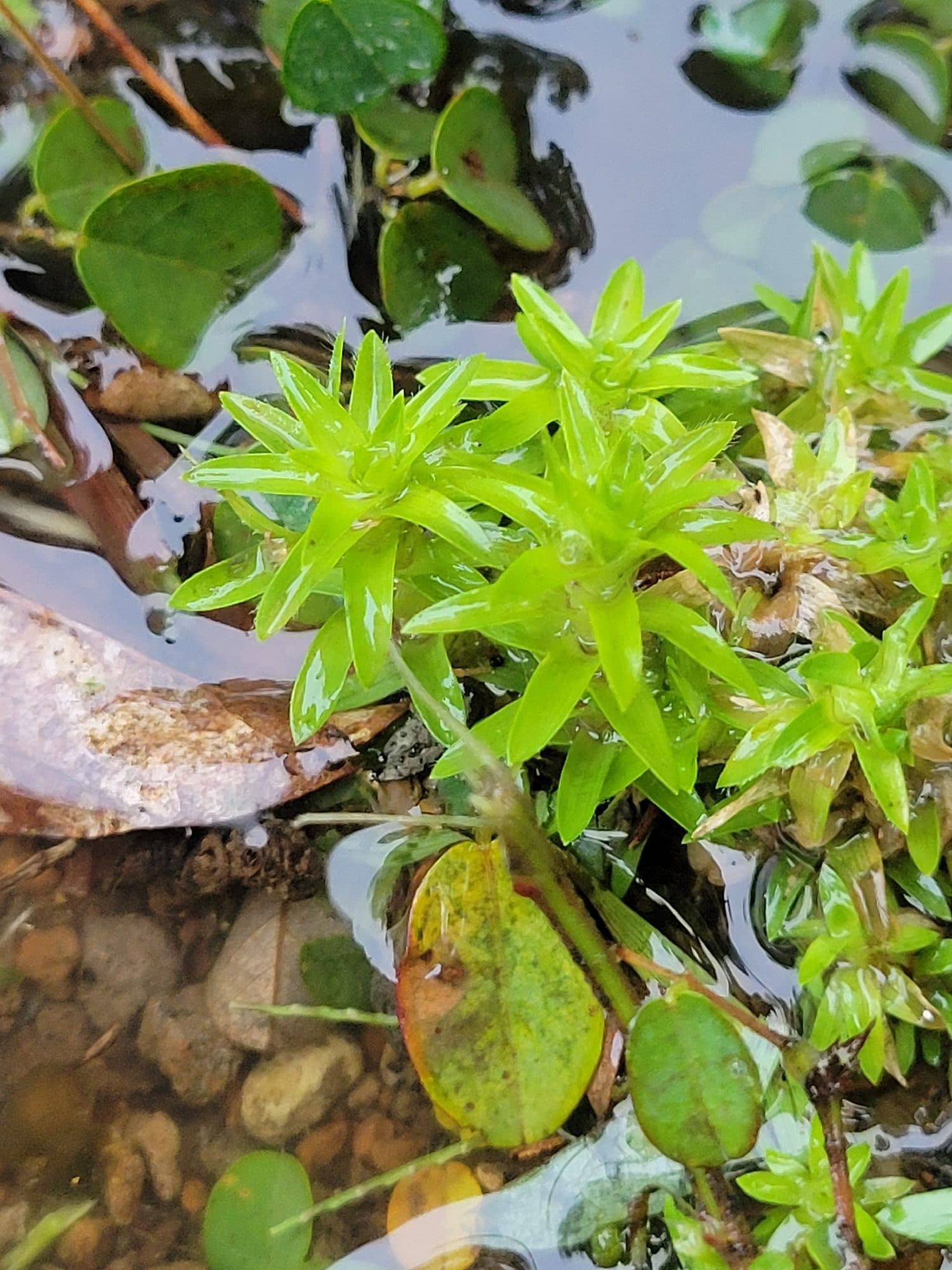Tonina fluviatilis