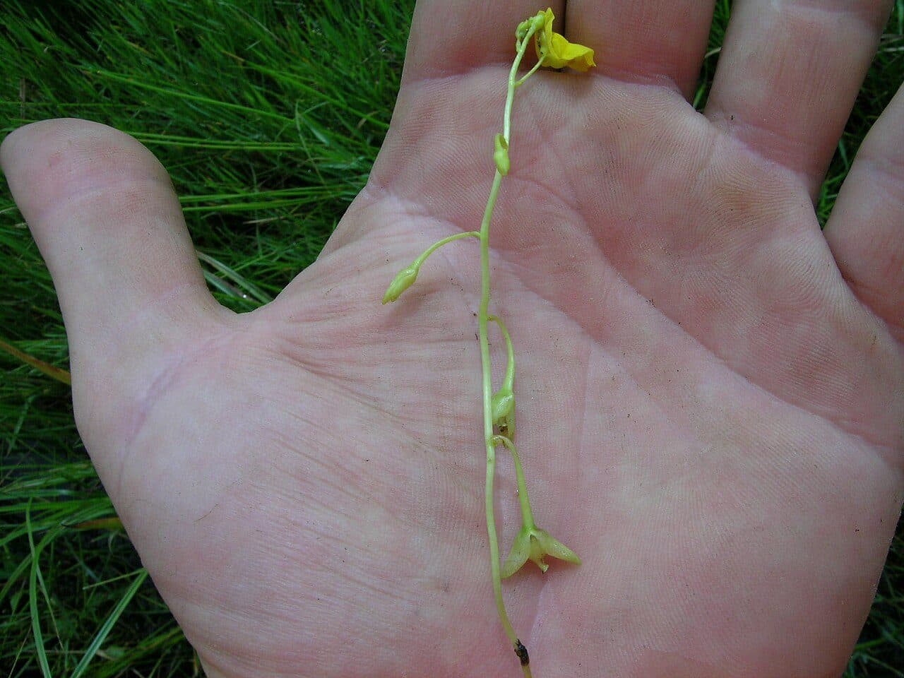Utricularia aurea