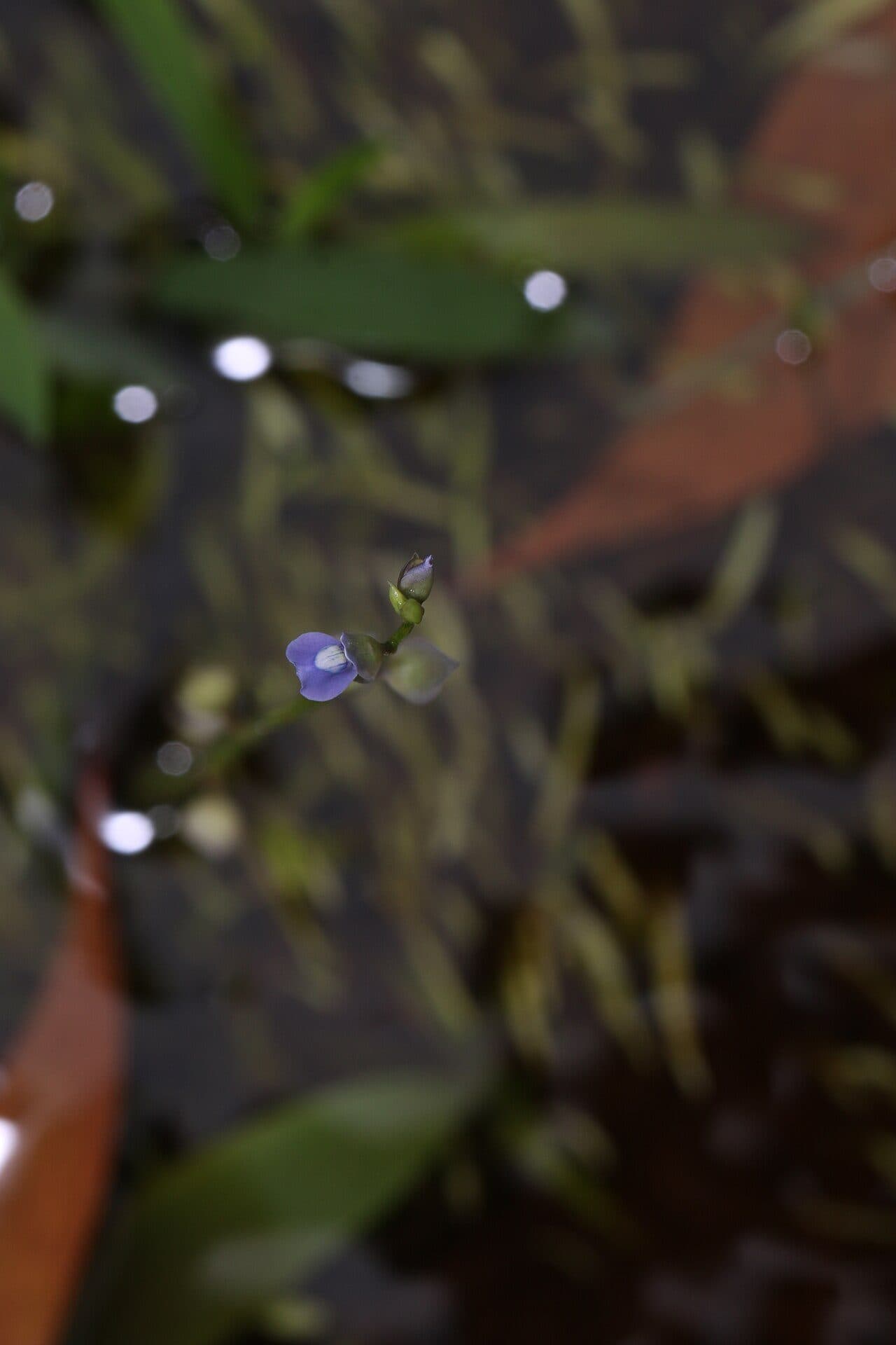 Utricularia graminifolia