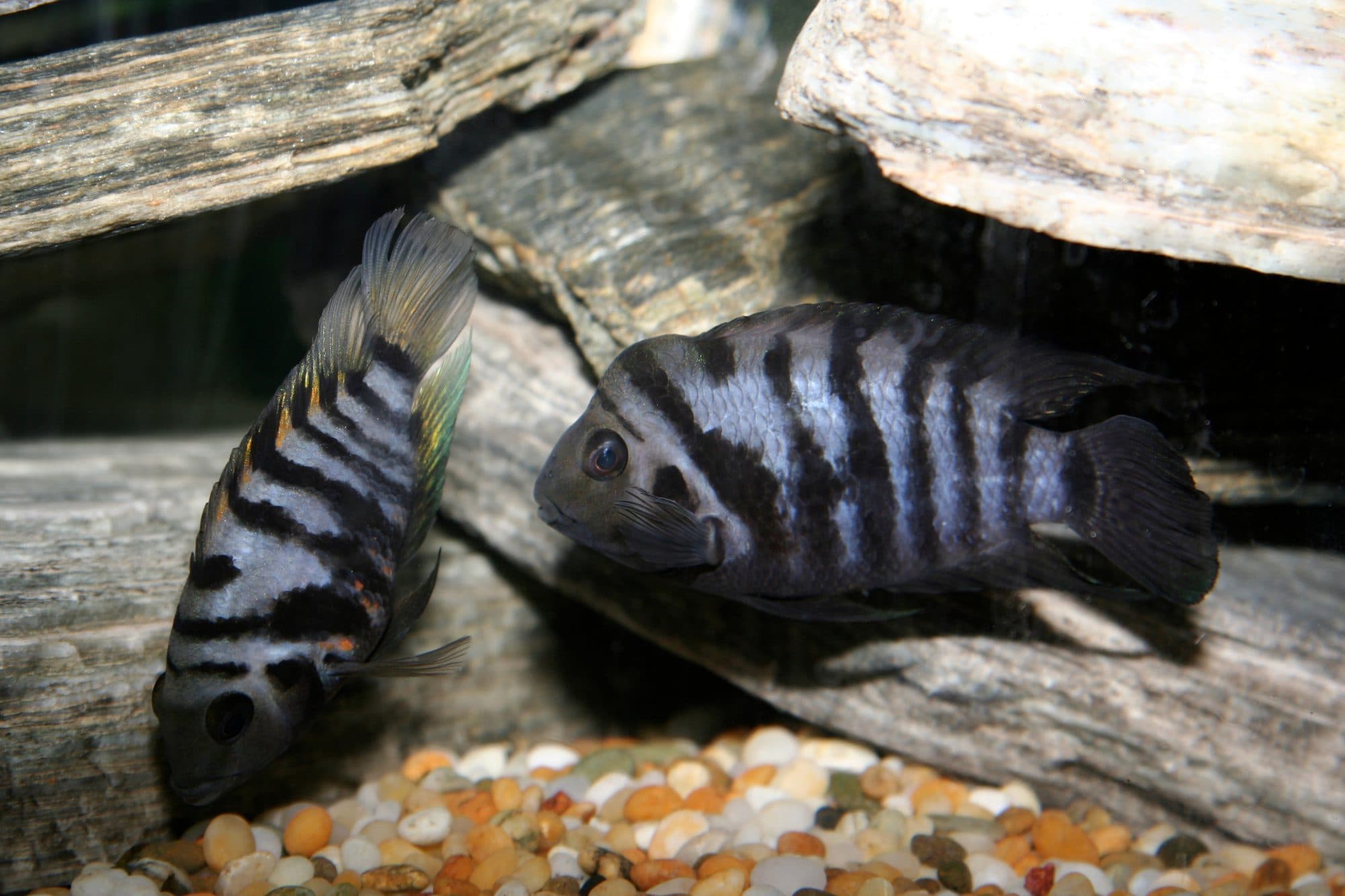 Cichlidé zébré