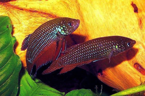 Betta émeraude