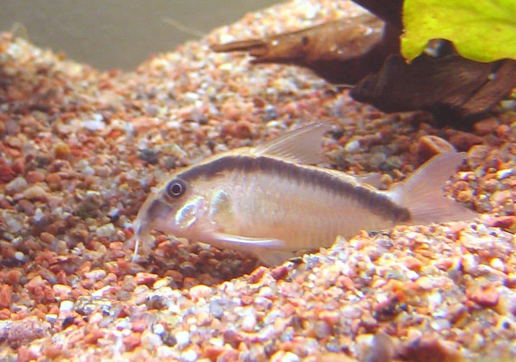 Corydoras arqué