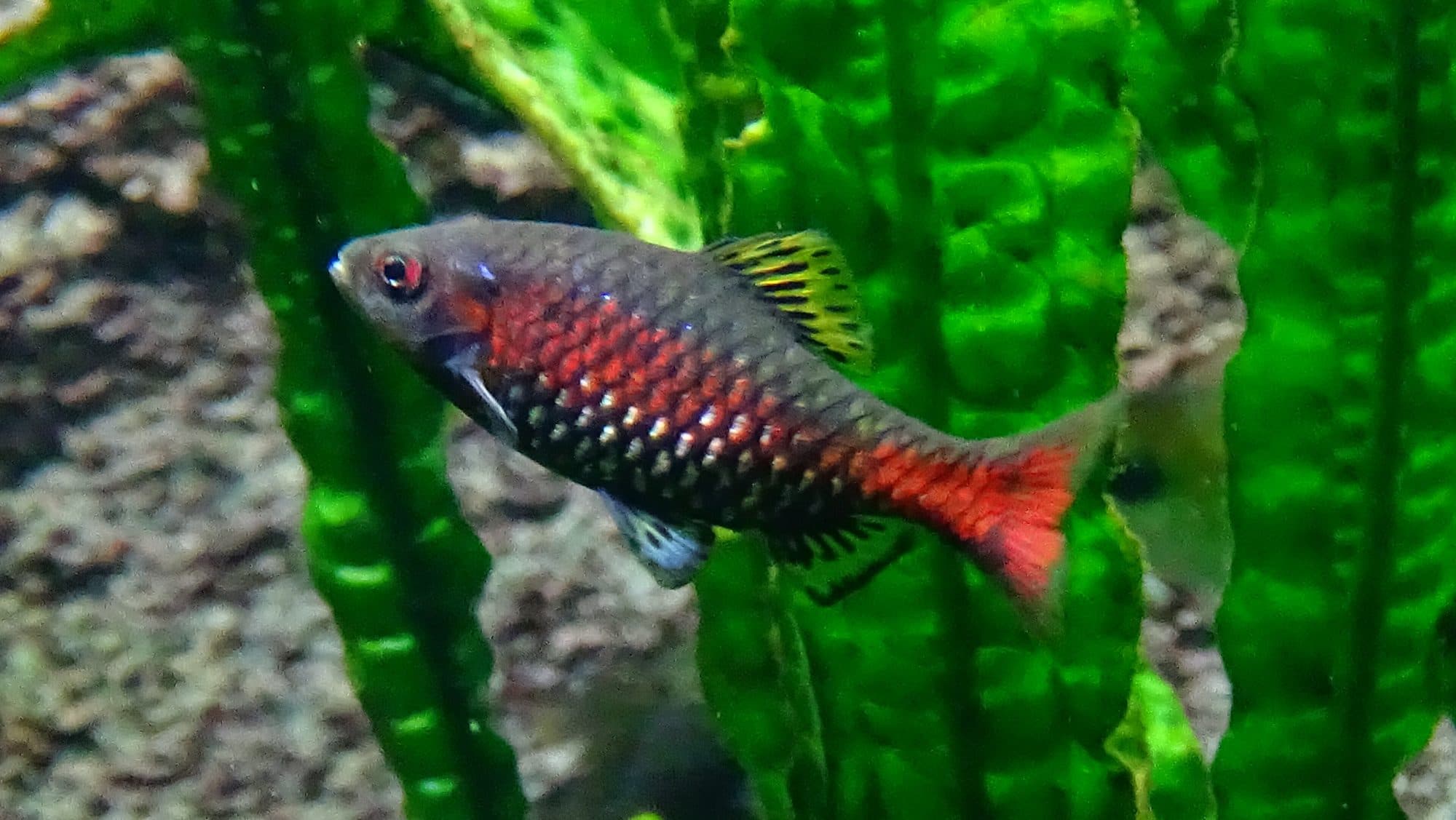 Barbu odessa