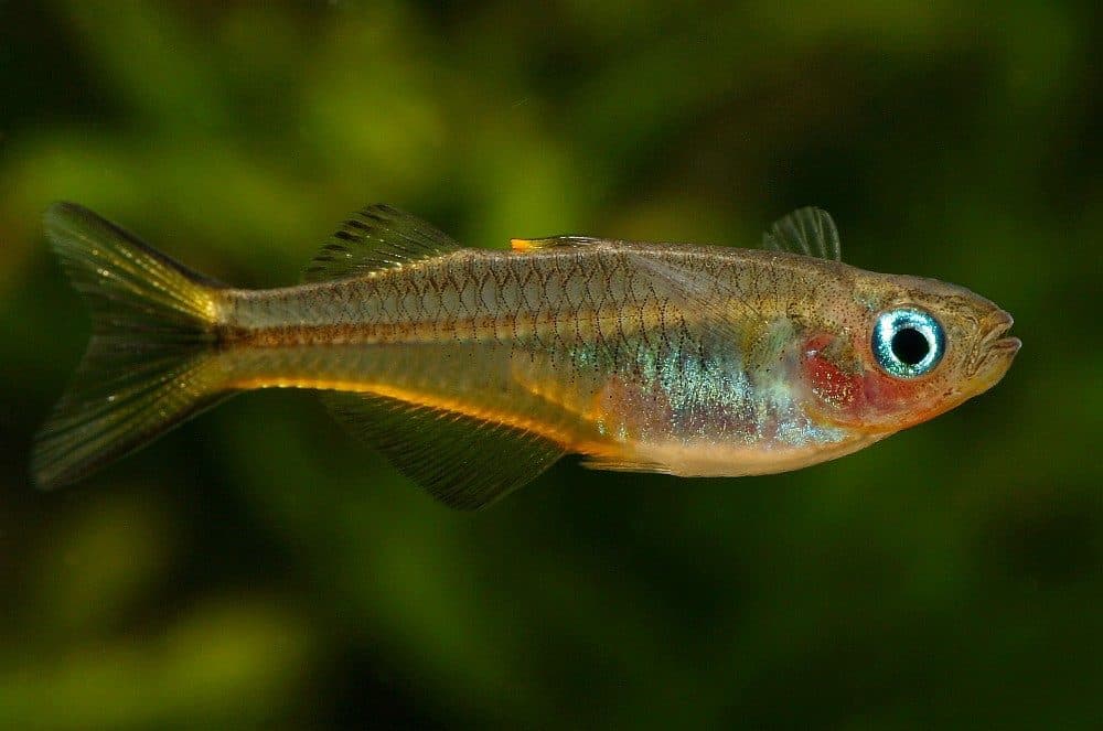 Pseudomugil fourchu