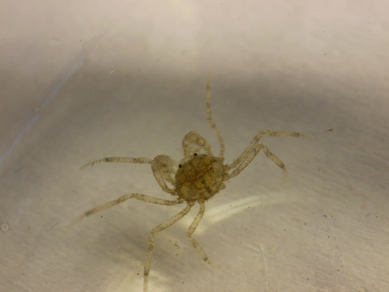 Micro-crabe thaïlandais