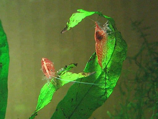 Crevette Red Cherry