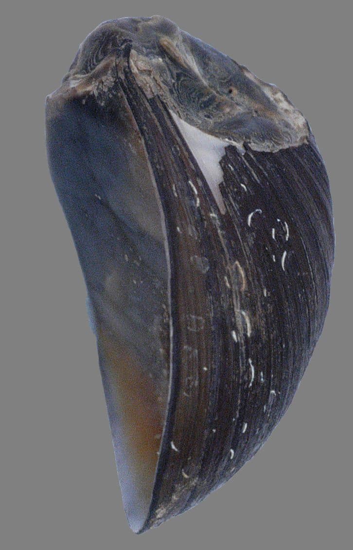 Nérite sombre