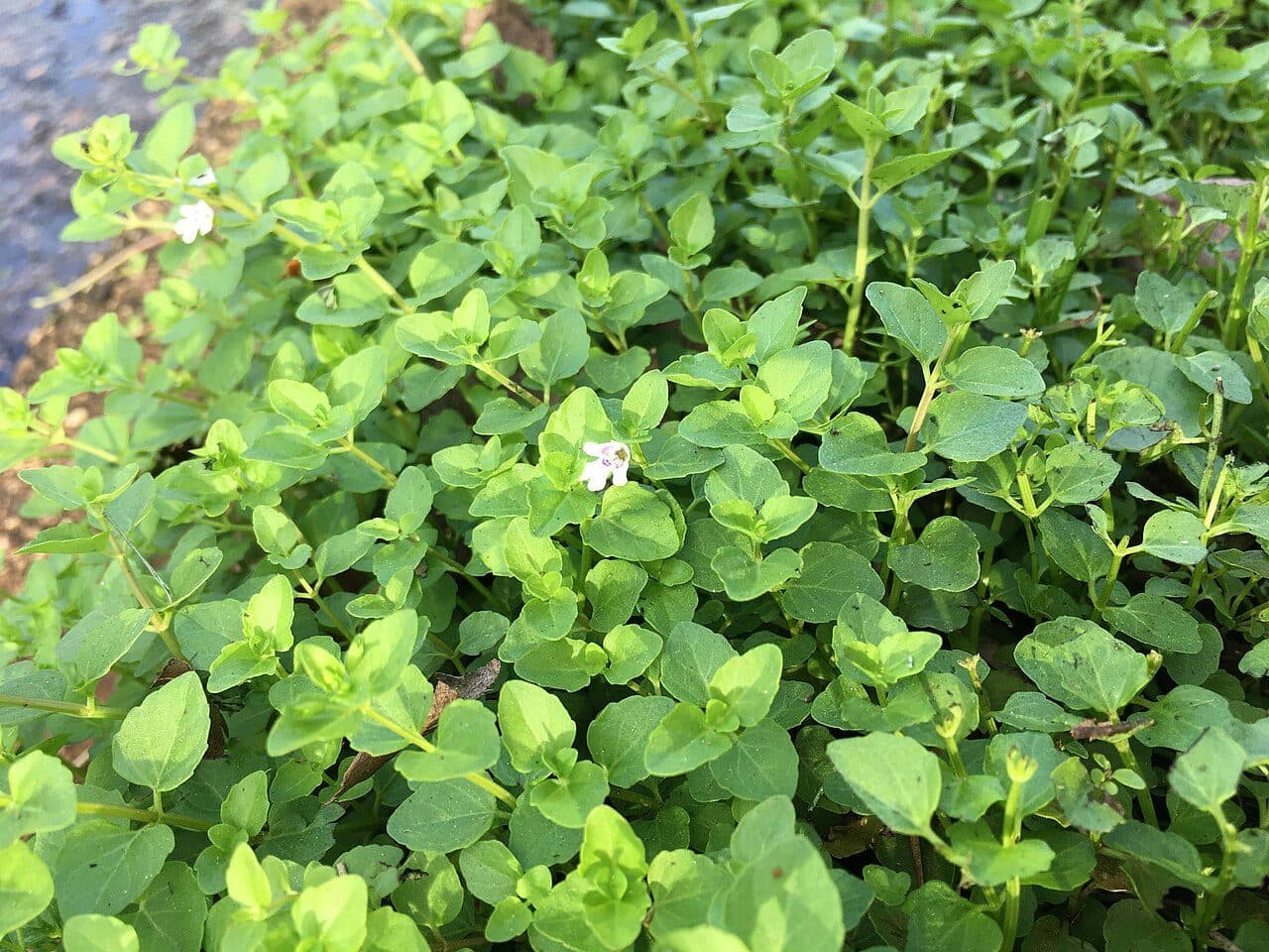 Clinopodium brownei