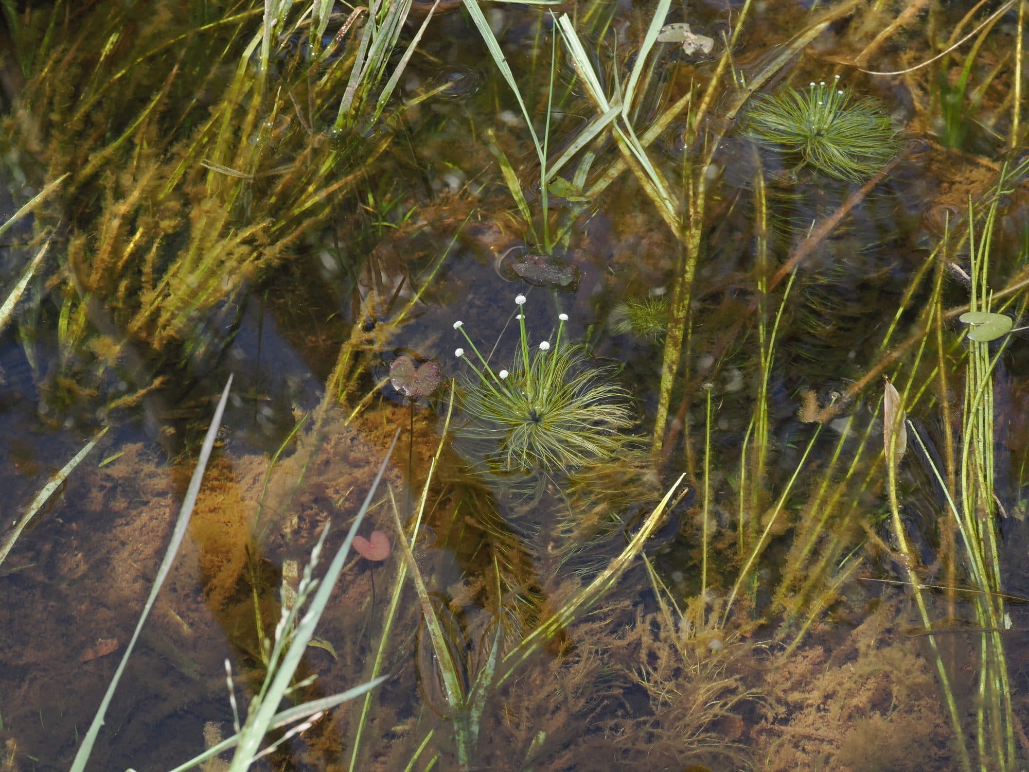 Eriocaulon setaceum