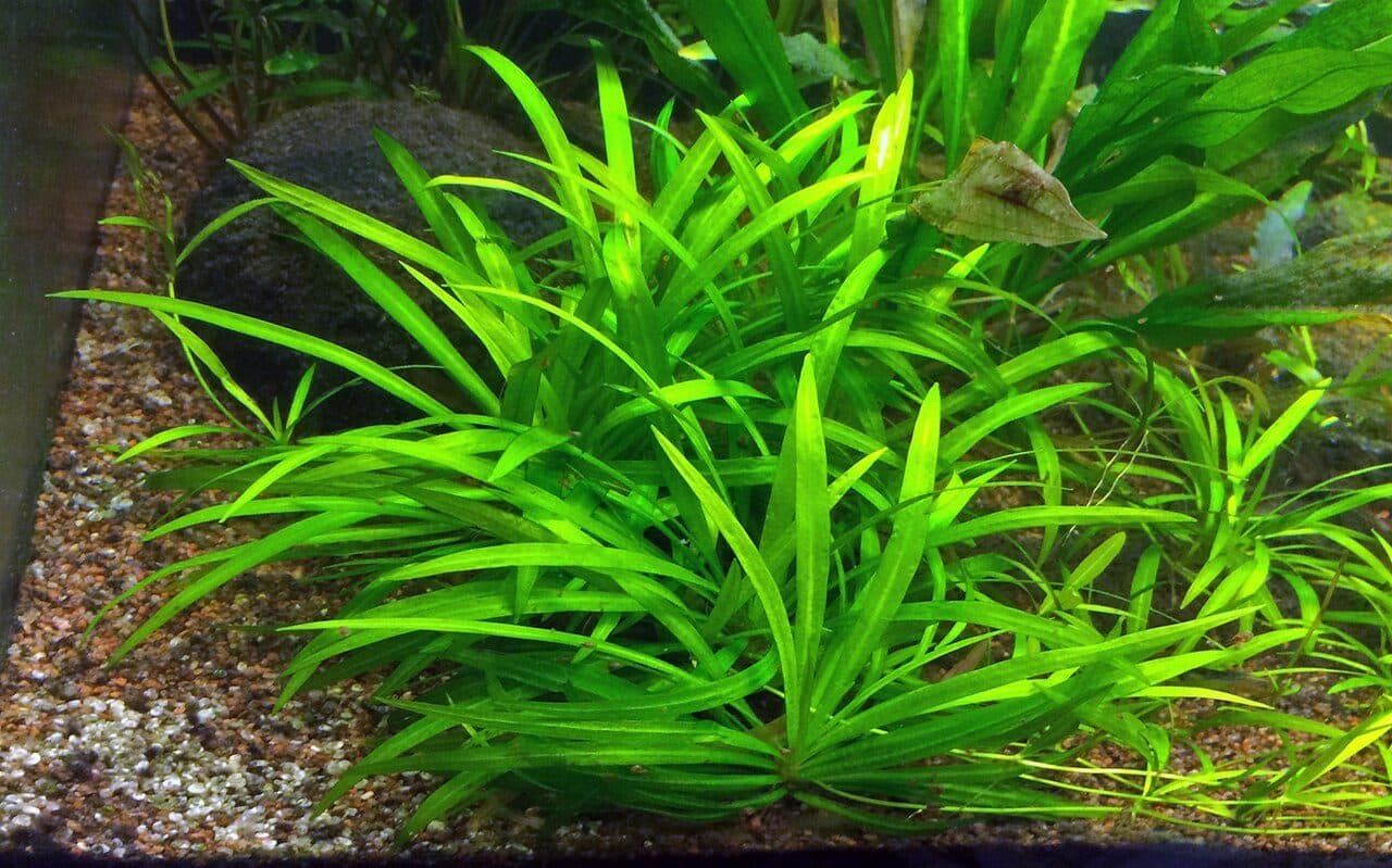Helanthium bolivianum