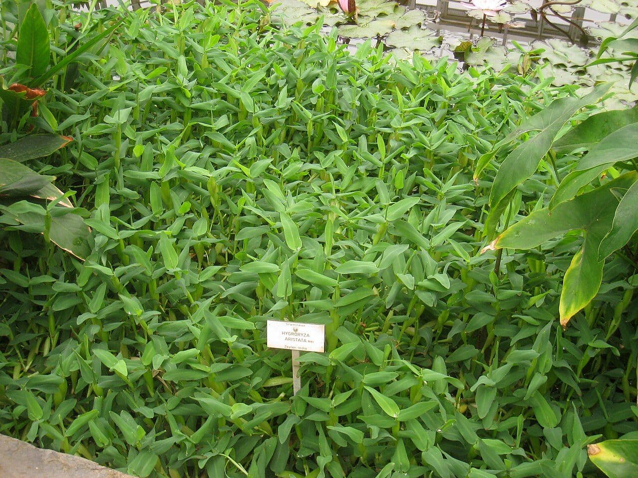 Hygroryza aristata