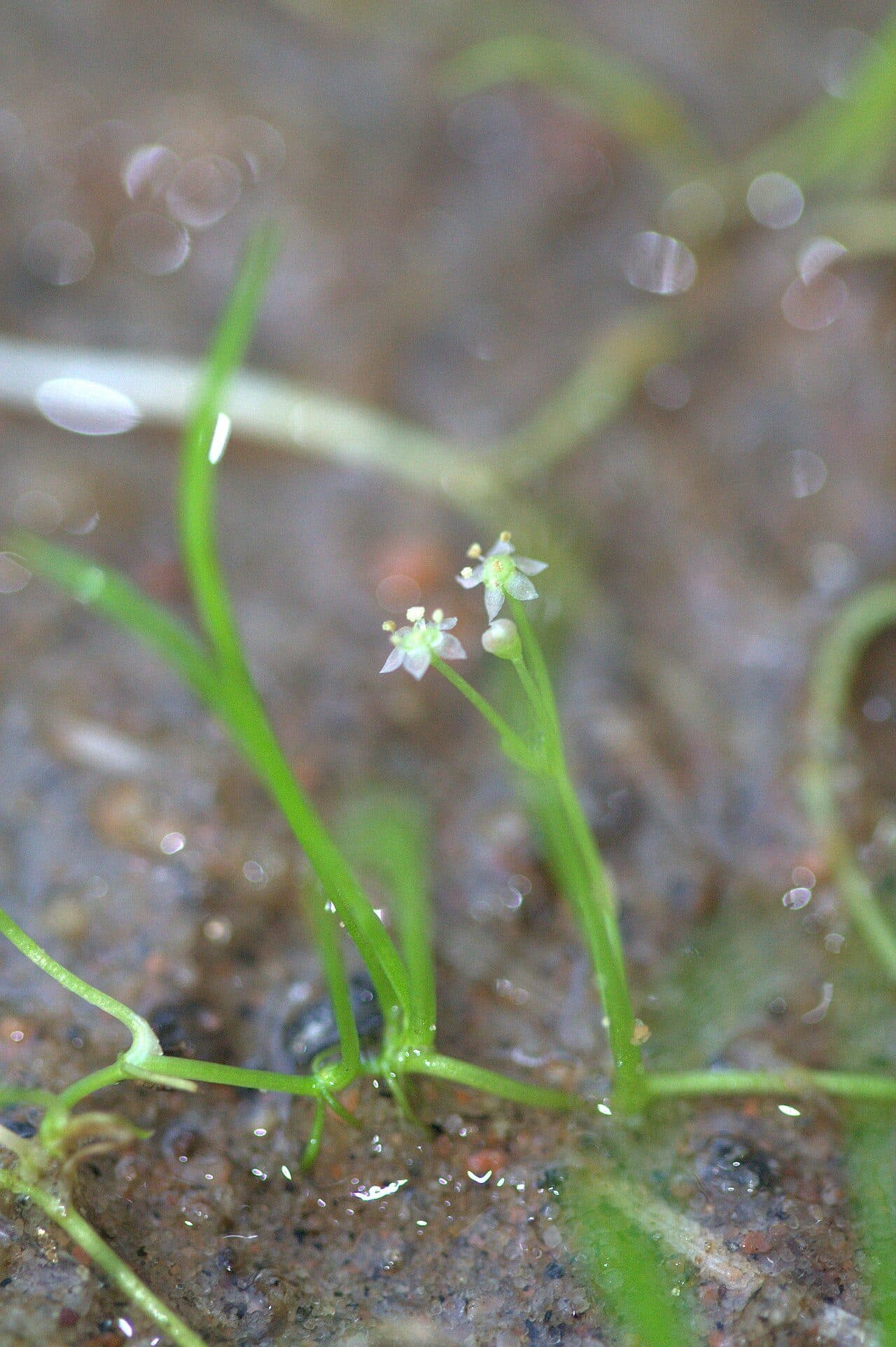 Lilaeopsis brasiliensis