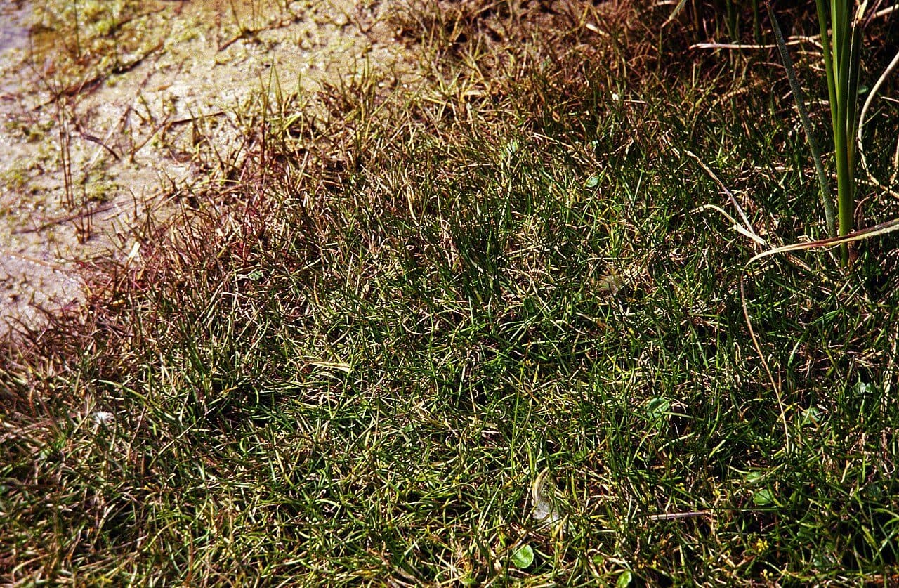 Littorelle à une fleur